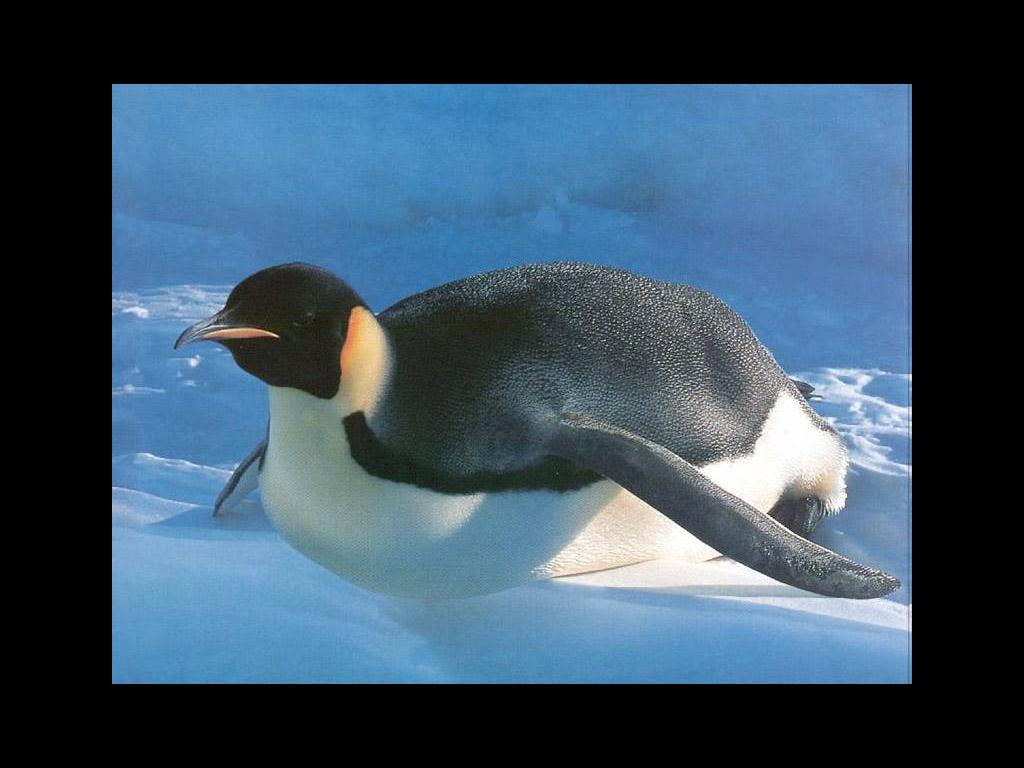 emperorpenguin