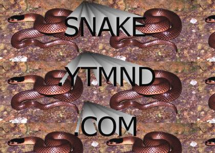 snake.ytmnd.com