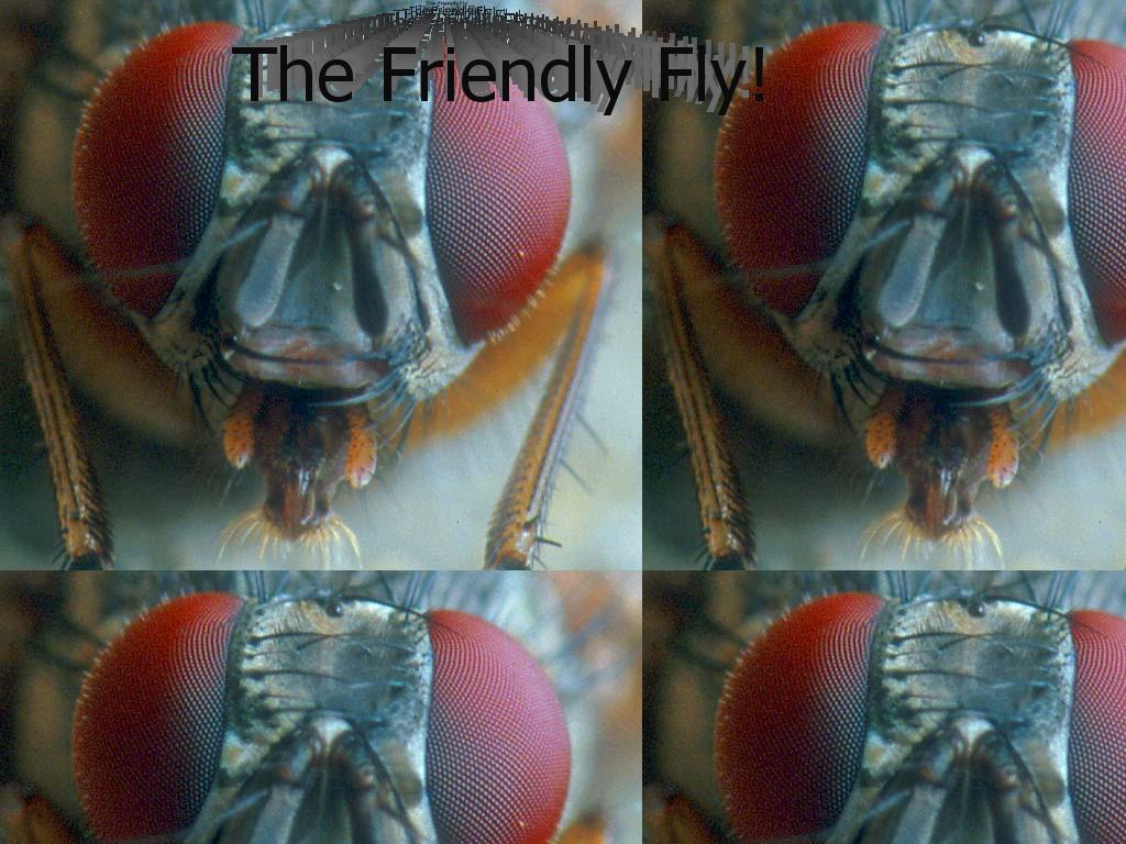 friendlyfly