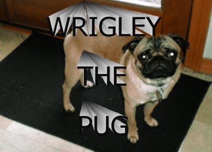Wrigley The Pug
