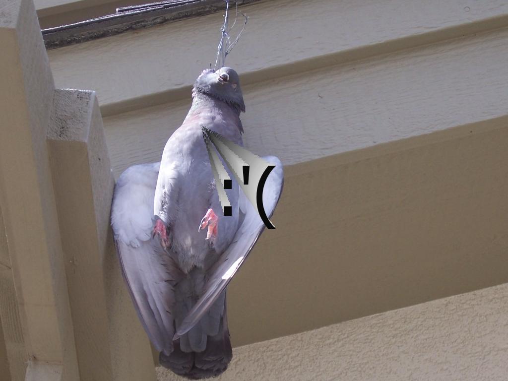 pigeonsuicide