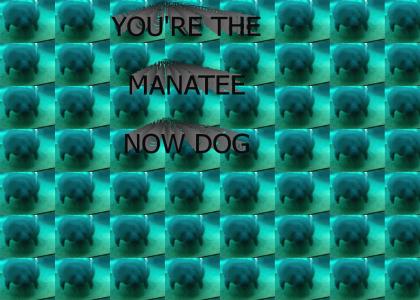YTMND - You're the manatee now dog!