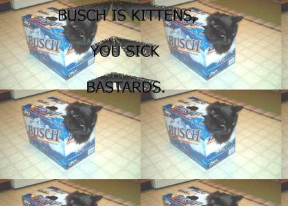 BUSCH IS KITTENS.