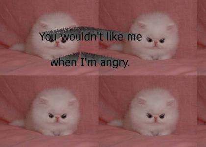 Angry Kitten