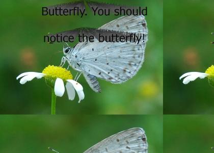 You should notice the butterfly!