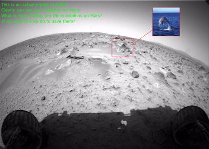 Dolphins on Mars. (PROOF)