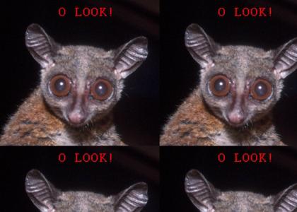 A Bushbaby