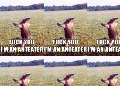 Anteater with attitude