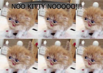 NO KITTY NOO!