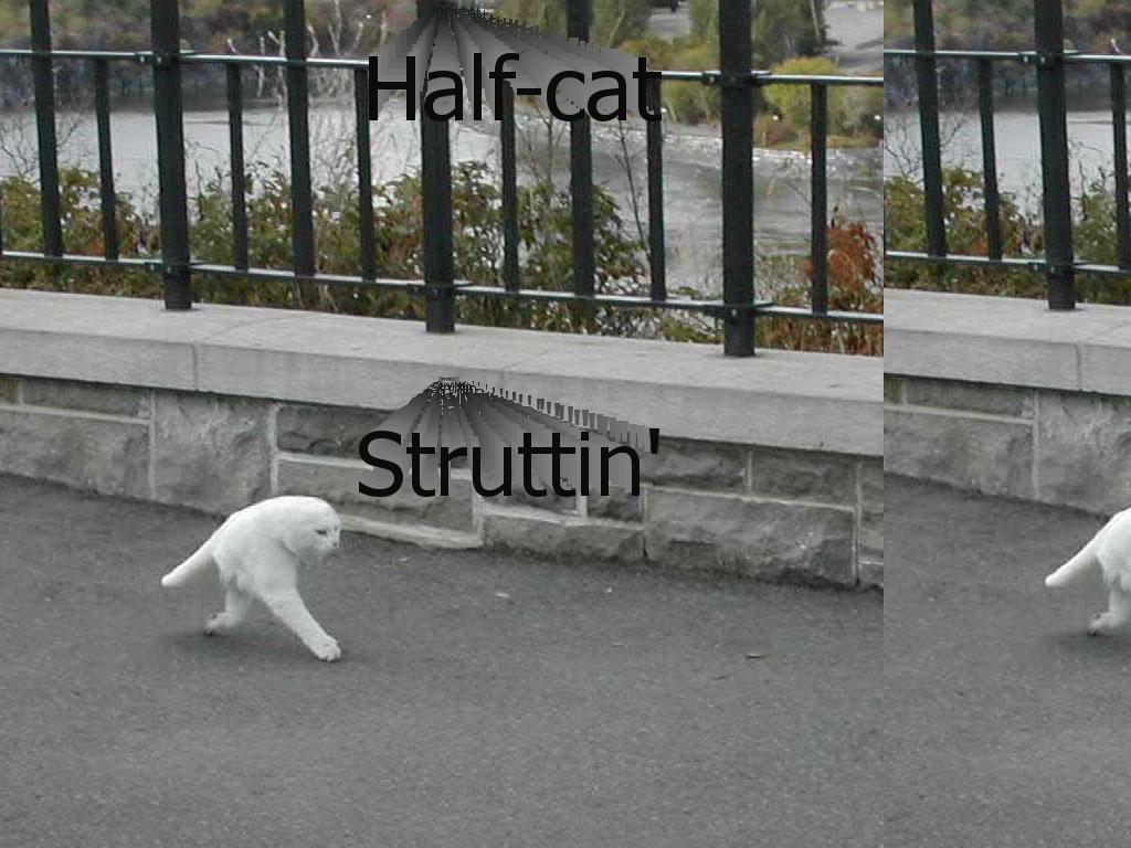 halfcatstruttin