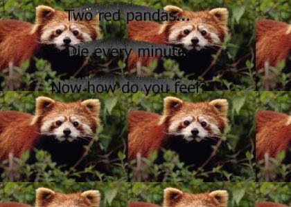 Two Red Pandas Just Died..