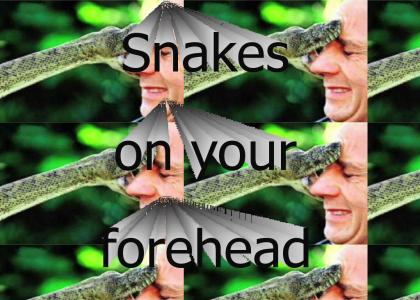 Snakes2head
