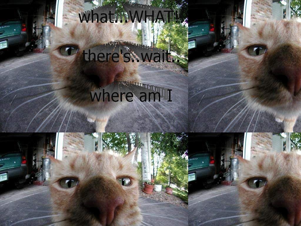 wherestheCATwhat