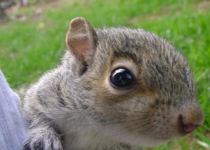 Drug Squirrel