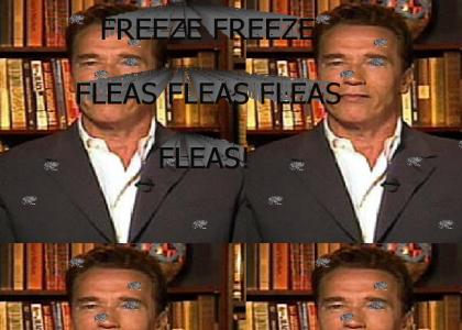 Arnold hates fleas