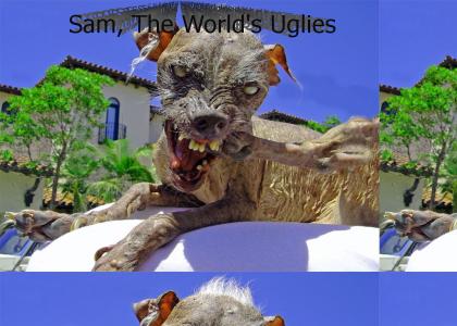 Meet Sam: The World's Ugliest Dog
