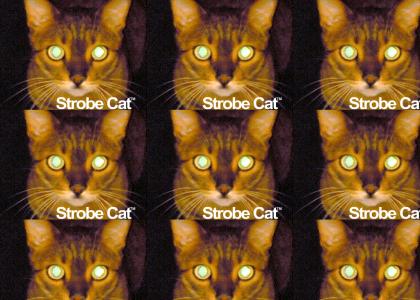strobe cat will kill you!