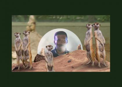 Eddie Watches Meerkats