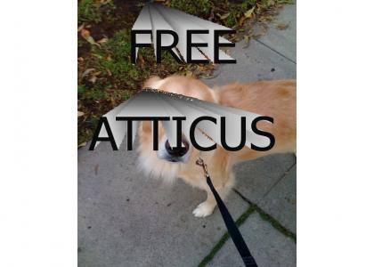 Free Atticus
