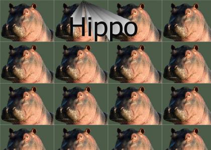 Hippo