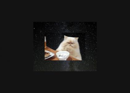 Table Cat in Space