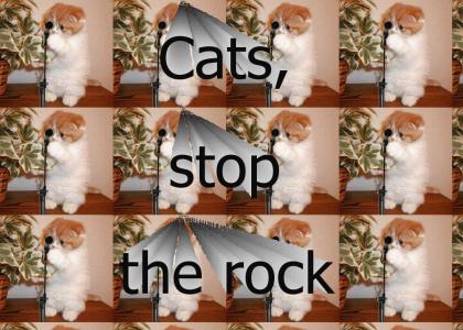 Cats, stop the rock.