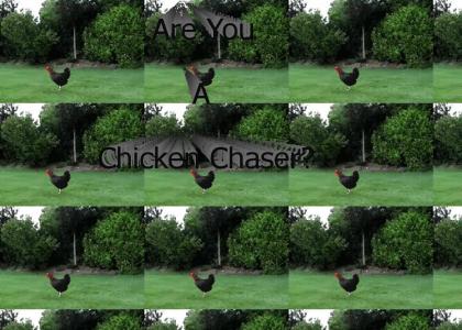Chicken Chaser!!