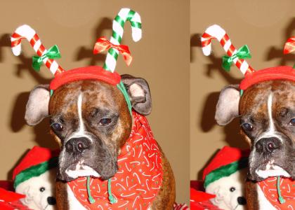 Emo Christmas Dog!