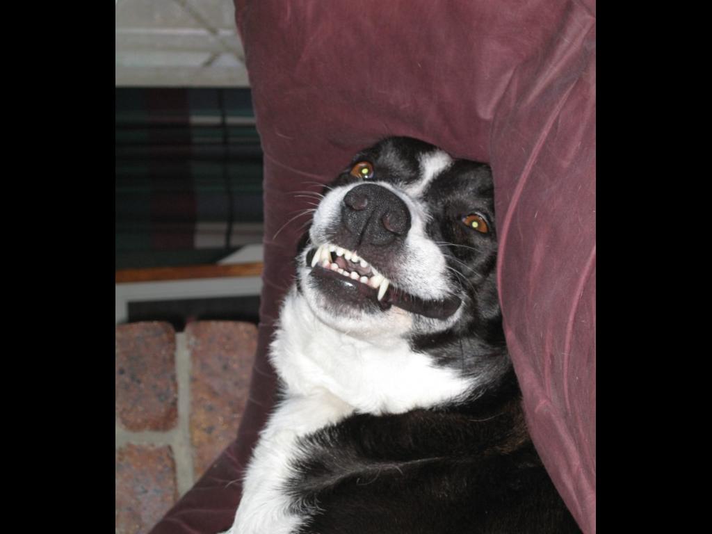 laughingdog