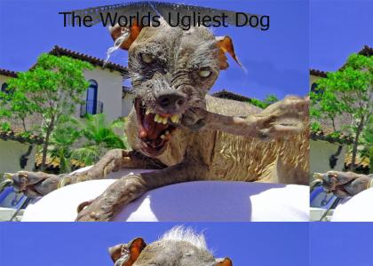 The Worlds Ugliest Dog