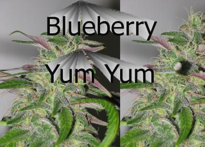 Blueberry Yum Yum