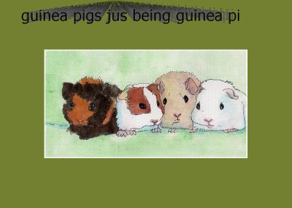 guinea pigs jus bein guinea pigs