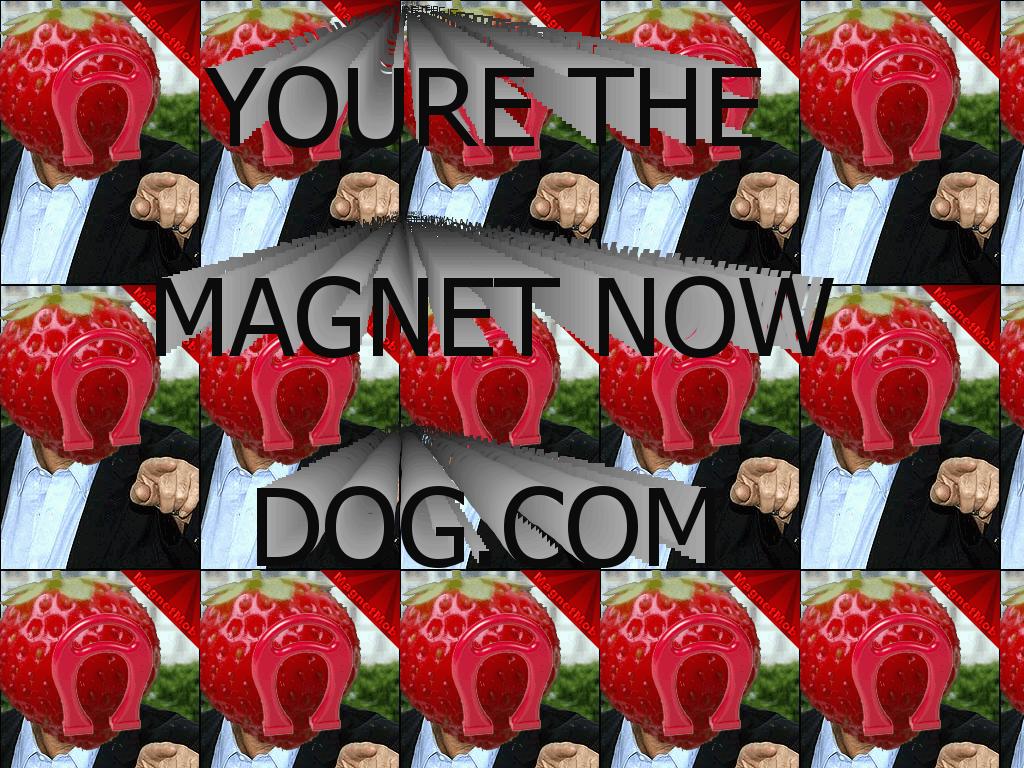 yourethemagnetnowdog