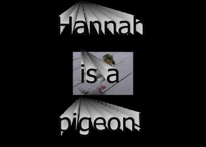 Hannah the pigeon