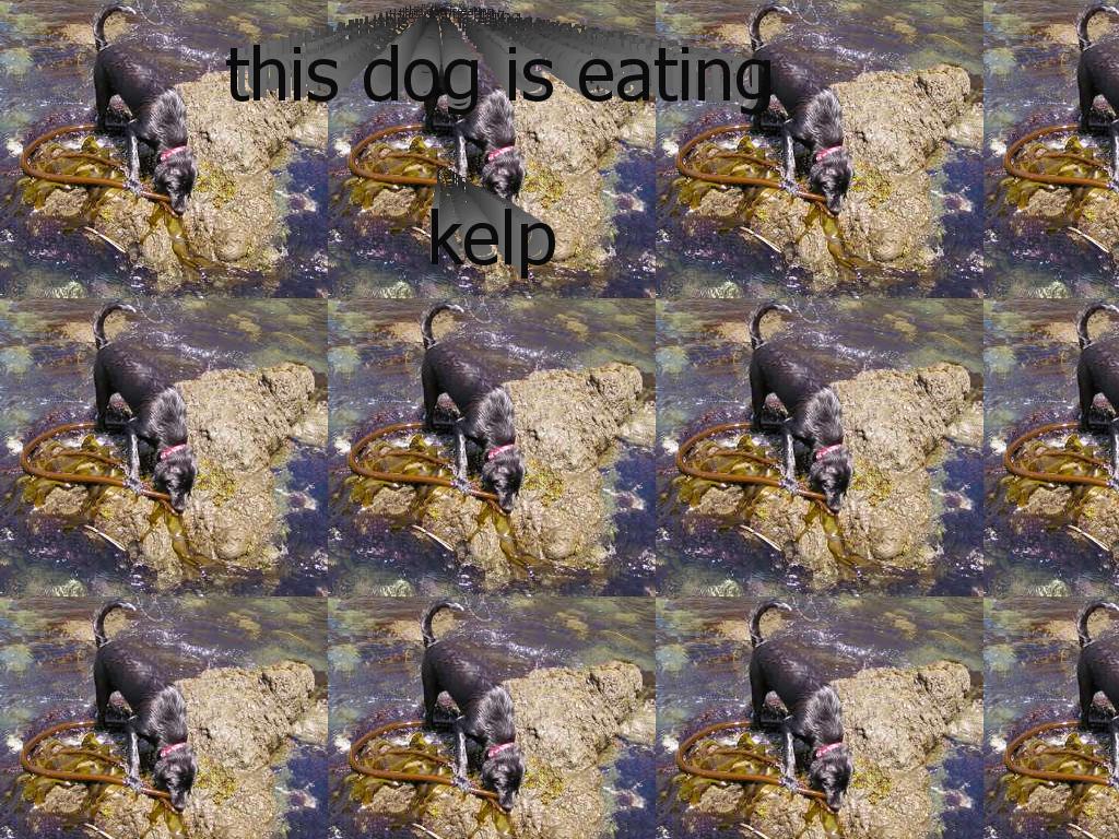 kelpeatingdog