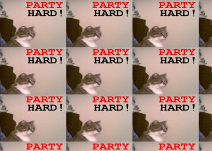party hard cat