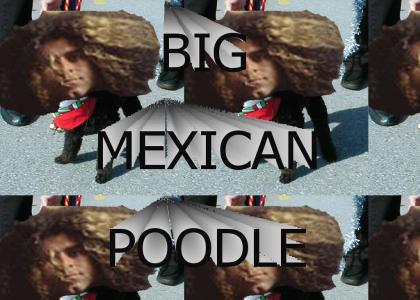 big mexican poodle