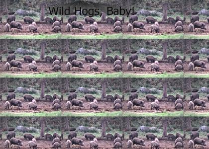 Wild Hogs, Baby!