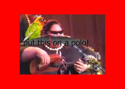 Parrot and Hawaiian friend sing for their 20 dollars
