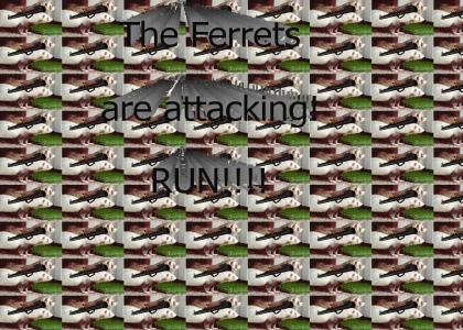 The ferret's have attacked!