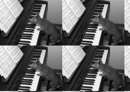 Cat Love Piano!