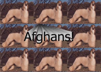 Afghans?
