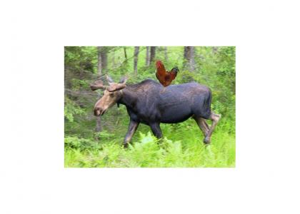 Moose cock