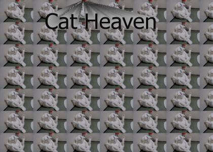 Cat Heaven