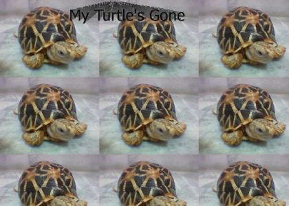 My Turtle's Gone