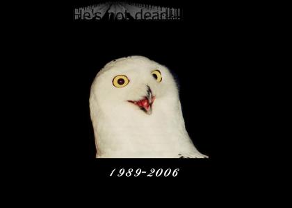 Tribute to ORLY Owl (Updated)