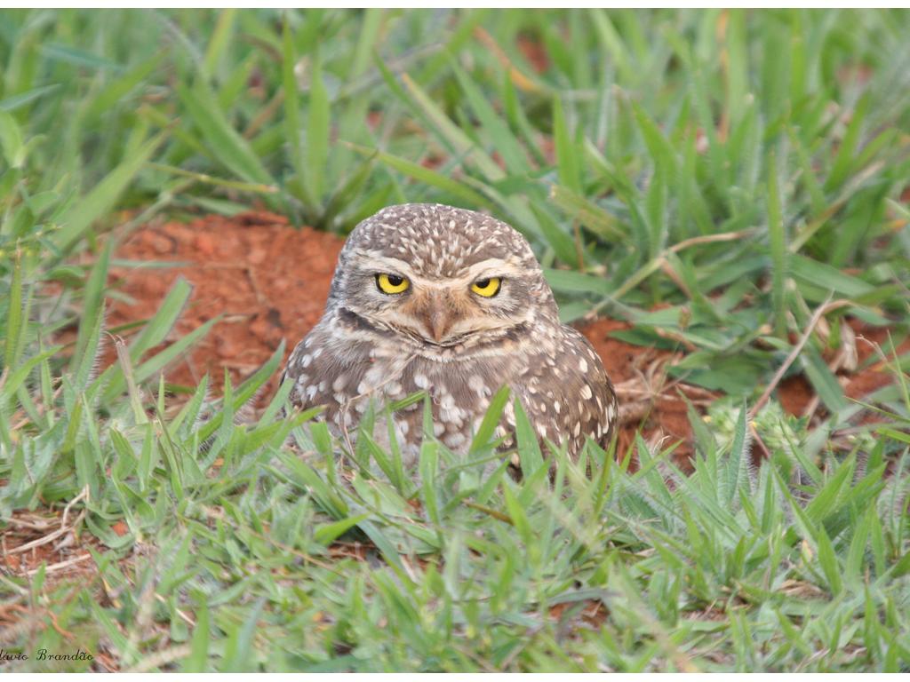 burrow-owl