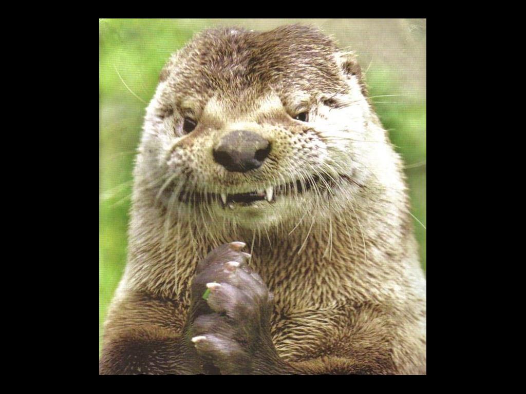 Evilotter