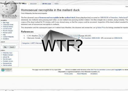 Homosexual necrophilia in the mallard duck
