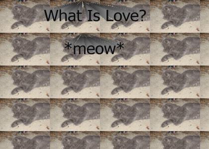 What is Love Cat